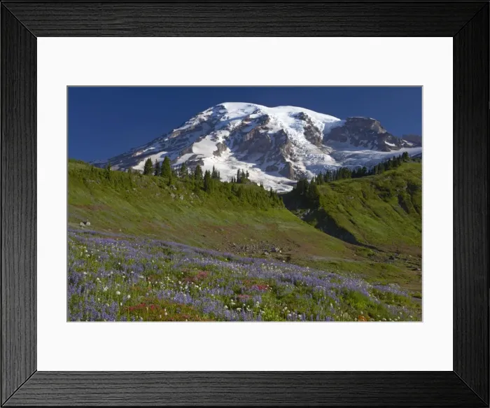 Framed Print : Mount Rainier and alpine meadows Paradise, Mount Rainier NP, Washington State, USA LA001295 Framed Print : Mount Rainier and alpine meadows Paradise, Mount Rainier NP, Washington State, USA LA001295