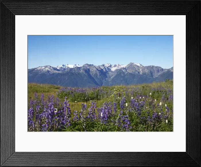 Framed Print : Olympic Mountains with Lupins in foreground Olympic National Park, Washington State, USA LA001448 Framed Print : Olympic Mountains with Lupins in foreground Olympic National Park, Washington State, USA LA001448