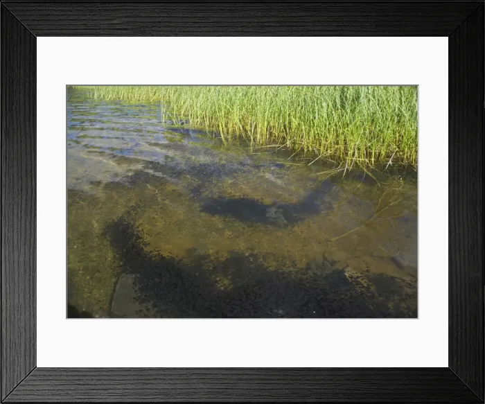 Framed Print : Western Toad - mass of Tadpoles Meta Lake, Mount St. Helens, Washington State, USA RE000056 Framed Print : Western Toad - mass of Tadpoles Meta Lake, Mount St. Helens, Washington State, USA RE000056
