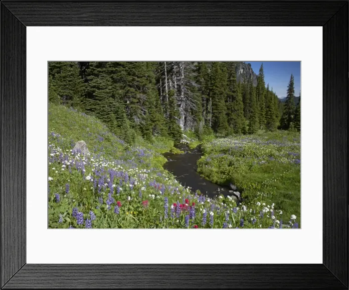 Framed Print : Mountain Stream running through flower filled subalpine meadows Berkeley Park, Mount Rainier National Park, Washington State, USA PL000439 Framed Print : Mountain Stream running through flower filled subalpine meadows Berkeley Park, Mount Rainier National Park, Washington State, USA PL000439