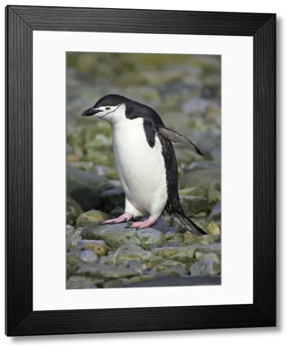 Framed Print : Chinstrap Penguin South Orkneys, Antarctica BI007601. tif Framed Print : Chinstrap Penguin South Orkneys, Antarctica BI007601. tif