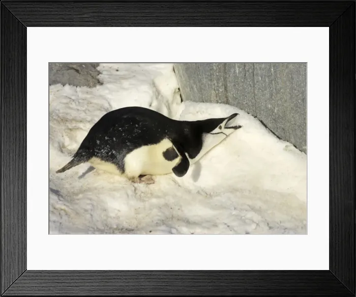 Framed Print : Chinstrap Penguin - Eating snow Paulette Island, Antarctic Penninsular BI007595. tif Framed Print : Chinstrap Penguin - Eating snow Paulette Island, Antarctic Penninsular BI007595. tif