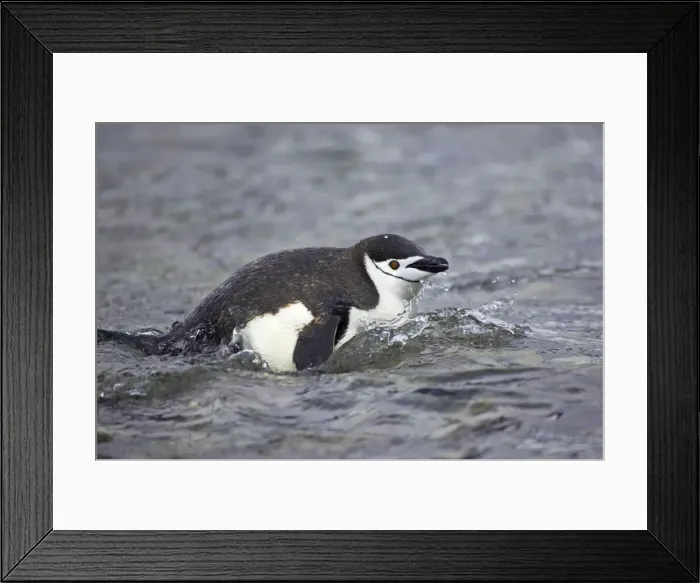 Framed Print : Chinstrap Penguin - Emerging from sea South Orkneys, Antarctica BI007643. tif Framed Print : Chinstrap Penguin - Emerging from sea South Orkneys, Antarctica BI007643. tif
