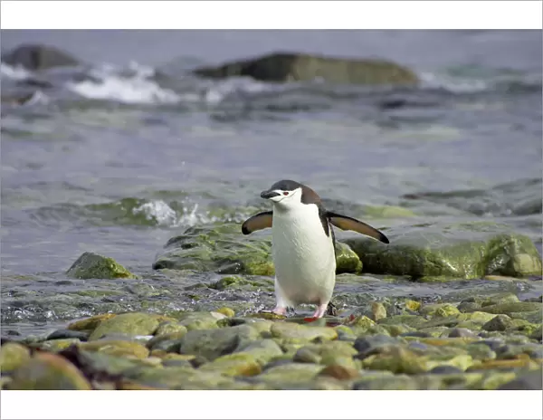 Chinstrap Penguin - Coming ashore South Orkneys, Antarctica BI007618. tif