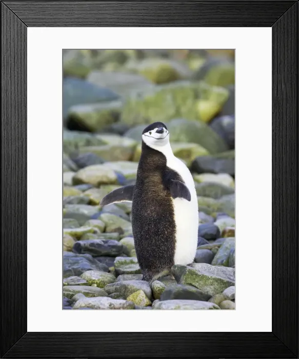 Framed Print : Chinstrap Penguin - Stretching Wings South Orkneys, Antarctica BI007613. tif Framed Print : Chinstrap Penguin - Stretching Wings South Orkneys, Antarctica BI007613. tif
