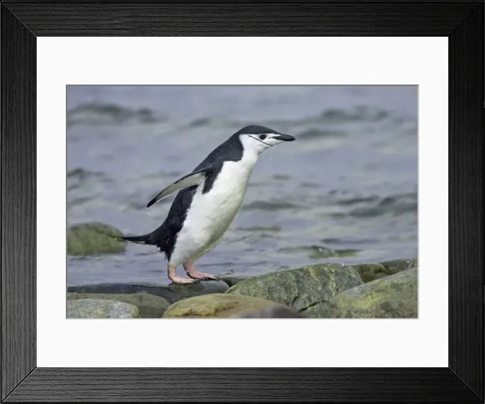 Framed Print : Chinstrap Penguin - Emerging from sea South Orkneys, Antarctica BI007654. tif Framed Print : Chinstrap Penguin - Emerging from sea South Orkneys, Antarctica BI007654. tif