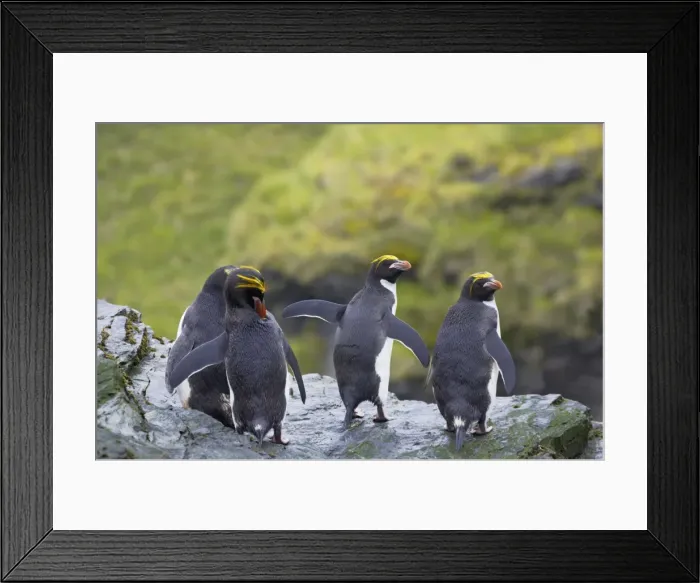 Framed Print : Macaroni Penguin - Group on rocks above sea Royal Bay, South Georgia BI007826. tif Framed Print : Macaroni Penguin - Group on rocks above sea Royal Bay, South Georgia BI007826. tif