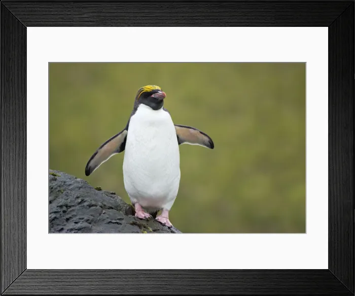 Framed Print : Macaroni Penguin Royal Bay, South Georgia BI007819. tif Framed Print : Macaroni Penguin Royal Bay, South Georgia BI007819. tif