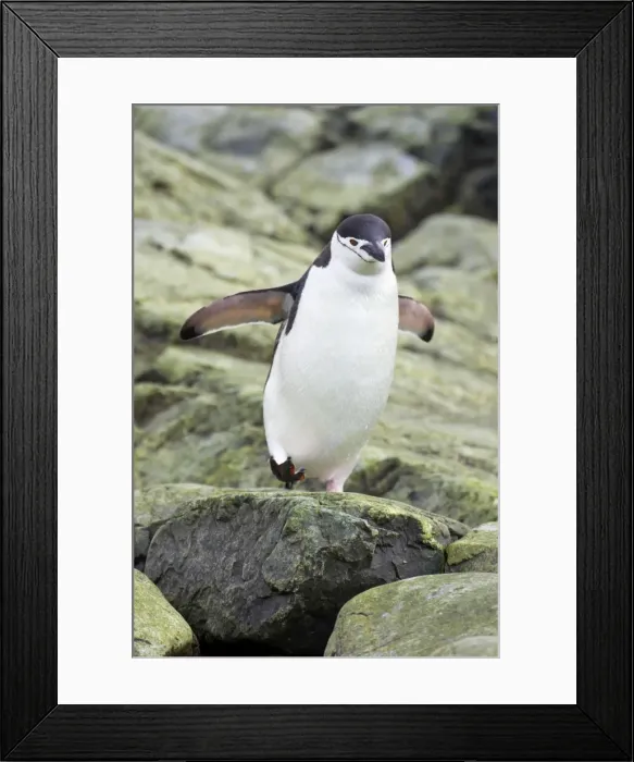 Framed Print : Chinstrap Penguin - Crossing rocky shore South Orkneys, Antarctica BI007692. tif Framed Print : Chinstrap Penguin - Crossing rocky shore South Orkneys, Antarctica BI007692. tif