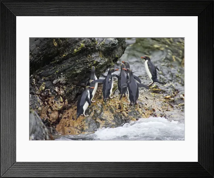 Framed Print : Macaroni Penguin - Climbing up rocks from sea Royal Bay, South Georgia BI007832. tif Framed Print : Macaroni Penguin - Climbing up rocks from sea Royal Bay, South Georgia BI007832. tif
