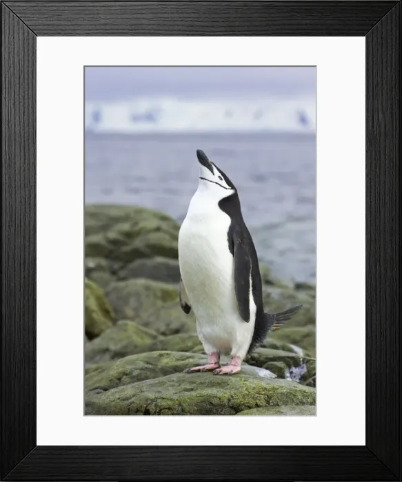 Framed Print : Chinstrap Penguin - Skypointing South Orkneys, Antarctica BI007674. tif Framed Print : Chinstrap Penguin - Skypointing South Orkneys, Antarctica BI007674. tif