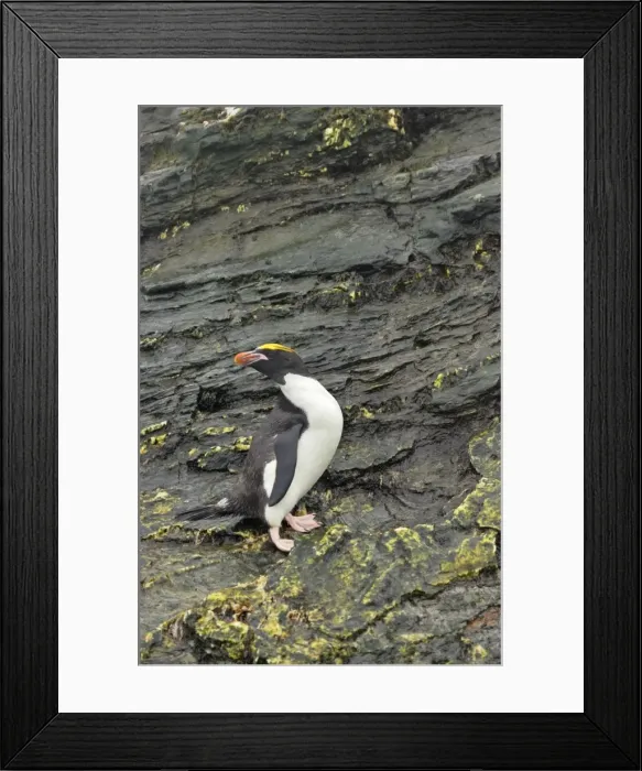 Framed Print : Macaroni Penguin Royal Bay, South Georgia BI007865 Framed Print : Macaroni Penguin Royal Bay, South Georgia BI007865