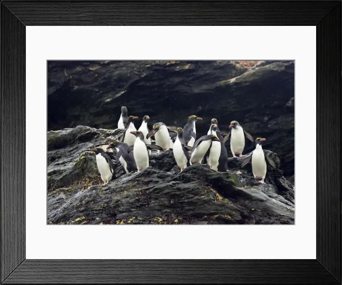 Framed Print : Macaroni Penguin - Group on rocks waiting to enter sea Royal Bay, South Georgia BI007856. tif Framed Print : Macaroni Penguin - Group on rocks waiting to enter sea Royal Bay, South Georgia BI007856. tif