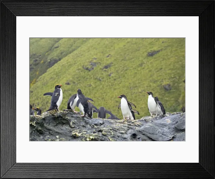 Framed Print : Macaroni Penguin - Group on rocks waiting to enter sea Royal Bay, South Georgia BI007868. tif Framed Print : Macaroni Penguin - Group on rocks waiting to enter sea Royal Bay, South Georgia BI007868. tif