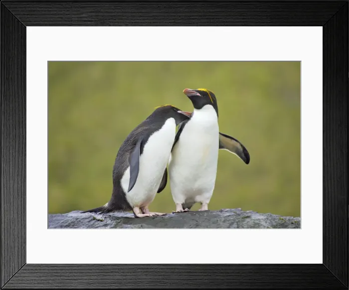 Framed Print : Macaroni Penguin - Pair Royal Bay, South Georgia BI007835. tif Framed Print : Macaroni Penguin - Pair Royal Bay, South Georgia BI007835. tif