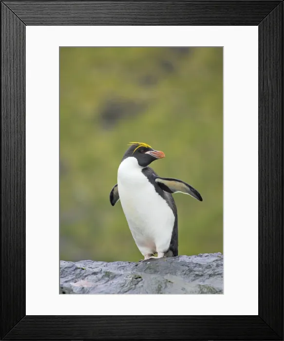 Framed Print : Macaroni Penguin Royal Bay, South Georgia BI007833 Framed Print : Macaroni Penguin Royal Bay, South Georgia BI007833