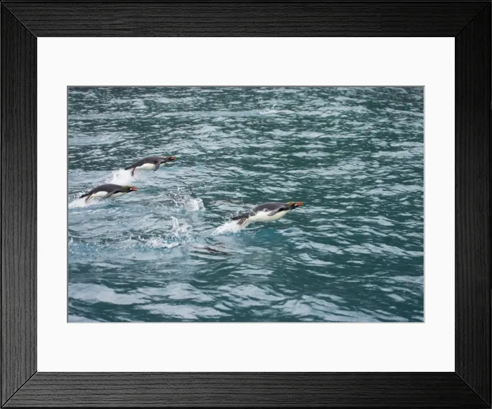 Framed Print : Macaroni Penguin - Porpoising Royal Bay, South Georgia BI007859. tif Framed Print : Macaroni Penguin - Porpoising Royal Bay, South Georgia BI007859. tif