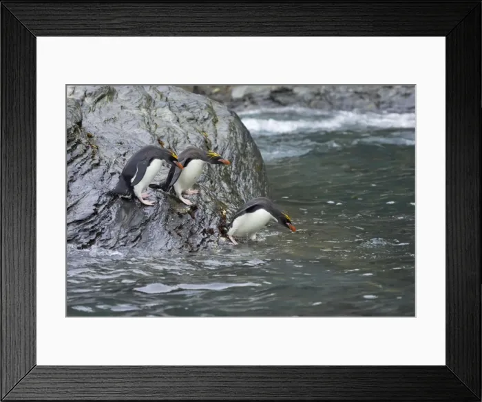 Framed Print : Macaroni Penguin - Jumping into sea Royal Bay, South Georgia BI007845. tif Framed Print : Macaroni Penguin - Jumping into sea Royal Bay, South Georgia BI007845. tif