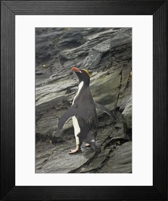 Framed Print : Macaroni Penguin Royal Bay, South Georgia BI007862. tif Framed Print : Macaroni Penguin Royal Bay, South Georgia BI007862. tif