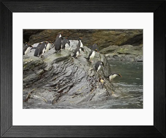 Framed Print : Macaroni Penguin - Jumping into sea Royal Bay, South Georgia BI007850. tif Framed Print : Macaroni Penguin - Jumping into sea Royal Bay, South Georgia BI007850. tif