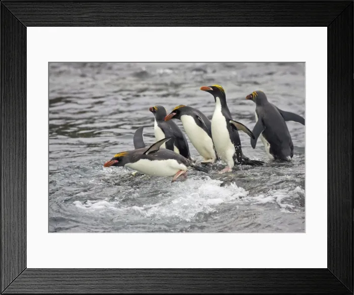 Framed Print : Macaroni Penguin - Entering sea Royal Bay, South Georgia BI007896. tif Framed Print : Macaroni Penguin - Entering sea Royal Bay, South Georgia BI007896. tif