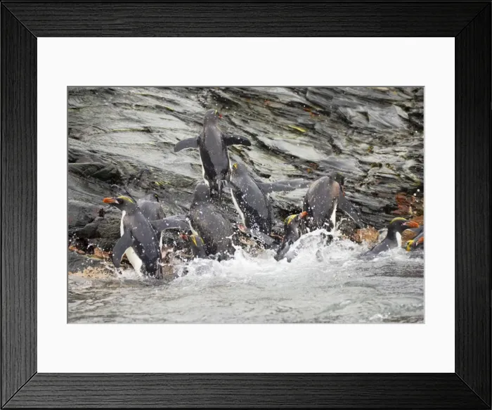 Framed Print : Macaroni Penguin - Climbing up rocks from sea Royal Bay, South Georgia BI007882. tif Framed Print : Macaroni Penguin - Climbing up rocks from sea Royal Bay, South Georgia BI007882. tif