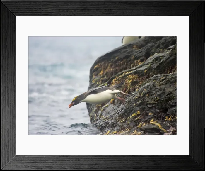 Framed Print : Macaroni Penguin - Jumping into sea Royal Bay, South Georgia BI007887 Framed Print : Macaroni Penguin - Jumping into sea Royal Bay, South Georgia BI007887