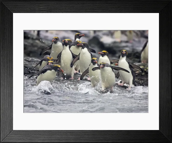 Framed Print : Macaroni Penguin - Entering sea Royal Bay, South Georgia BI007894. tif Framed Print : Macaroni Penguin - Entering sea Royal Bay, South Georgia BI007894. tif