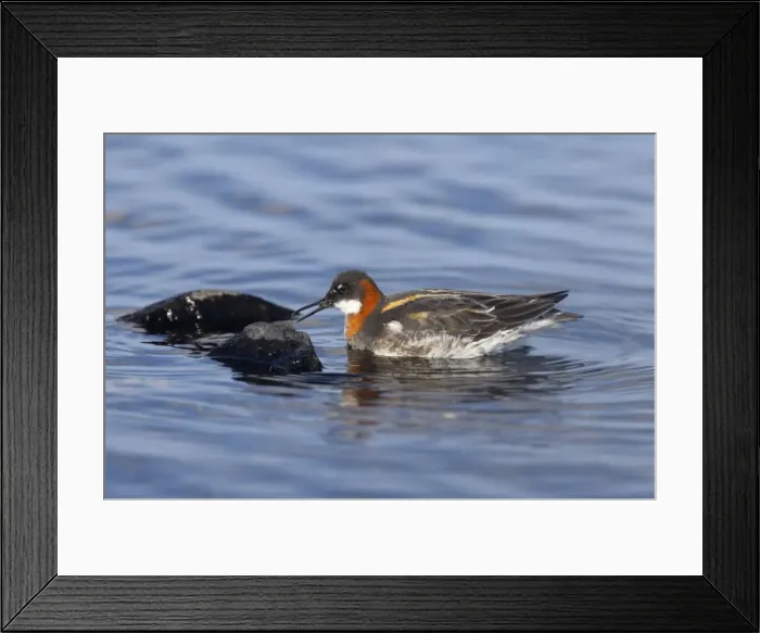 Framed Print : Red-Necked Phalarope - Female searching for insects on rocks Loch of Funzie, Fetlar, Shetland, UK BI011040 Framed Print : Red-Necked Phalarope - Female searching for insects on rocks Loch of Funzie, Fetlar, Shetland, UK BI011040