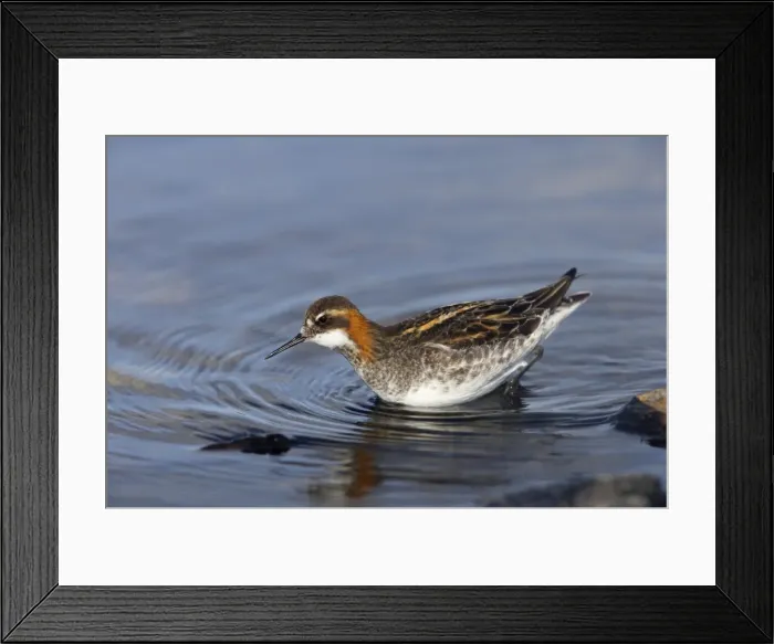 Framed Print : Red-Necked Phalarope - Male hunting for insects Loch of Funzie, Fetlar, Shetland, UK BI011099 Framed Print : Red-Necked Phalarope - Male hunting for insects Loch of Funzie, Fetlar, Shetland, UK BI011099