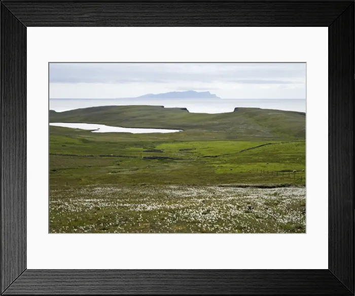 Framed Print : Cotton Grass and Shetland Coast, with Papa Stour in Background West Mainlad, Shetland, UK LA003163