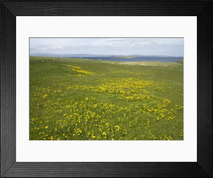 Framed Print : Shetland Scene with Marsh Marigold in foreground Yell, Shetland, UK LA003139 Framed Print : Shetland Scene with Marsh Marigold in foreground Yell, Shetland, UK LA003139