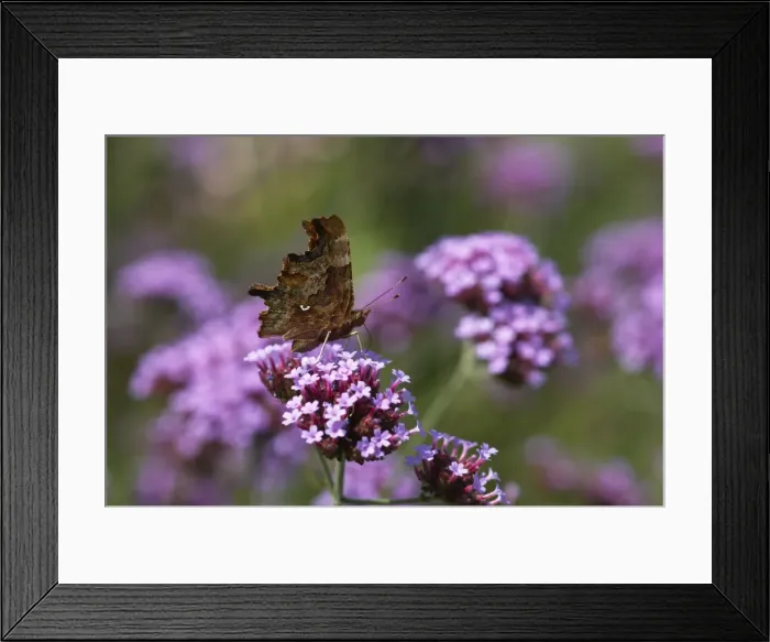 Framed Print : Comma Butterfly - On Verbena bonariensis flower Polygonia c-album Essex, UK IN000480 Framed Print : Comma Butterfly - On Verbena bonariensis flower Polygonia c-album Essex, UK IN000480