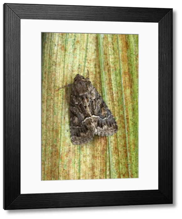 Framed Print : Straw Underwing Moth Thalpophila matura Essex, UK IN000399 Framed Print : Straw Underwing Moth Thalpophila matura Essex, UK IN000399