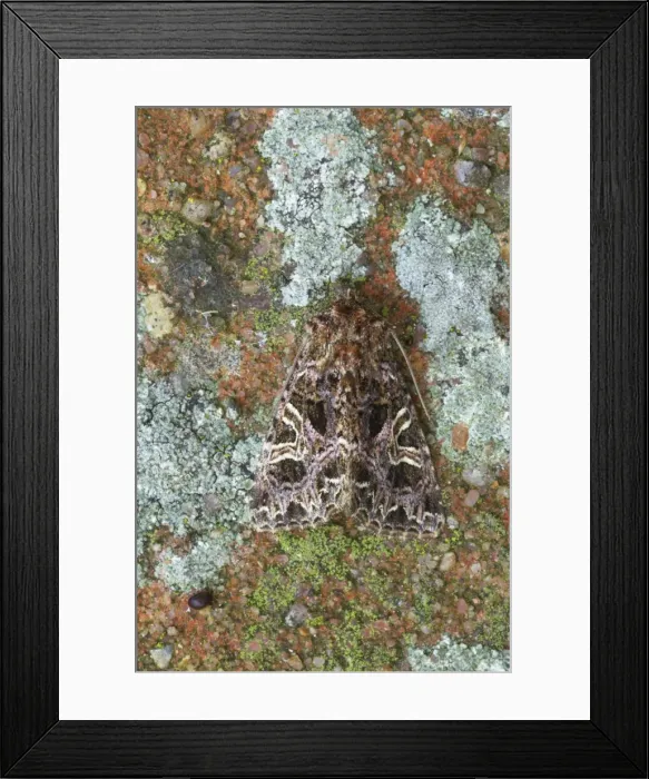 Framed Print : The Lychnis Moth Hadena bicruris Essex, UK IN000406