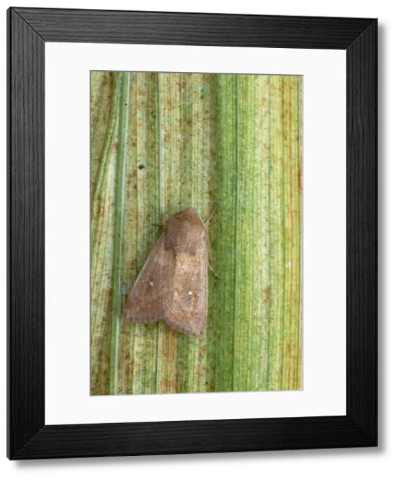Framed Print : White Point Moth Mythimna albipuncta Essex, UK IN000408 Framed Print : White Point Moth Mythimna albipuncta Essex, UK IN000408