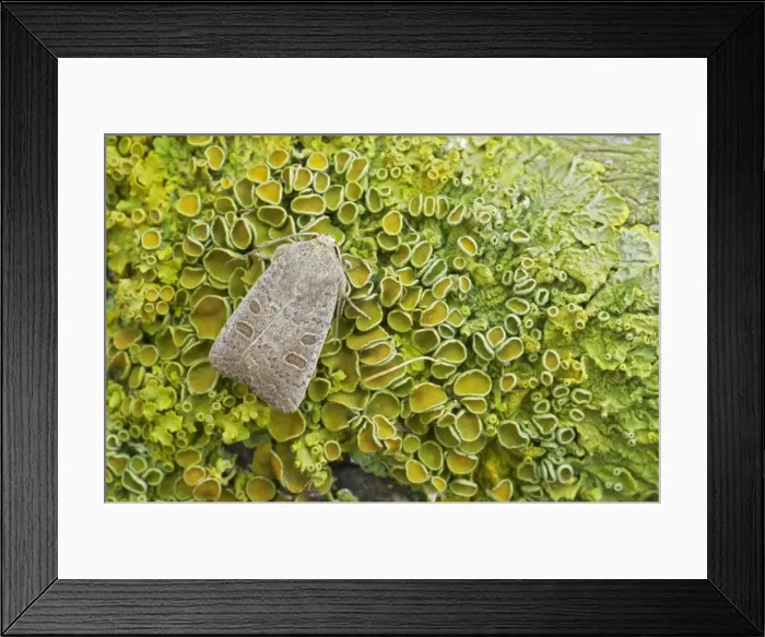 Framed Print : Vine's Rustic Holodrina ambigua Essex, UK IN000397 Framed Print : Vine's Rustic Holodrina ambigua Essex, UK IN000397