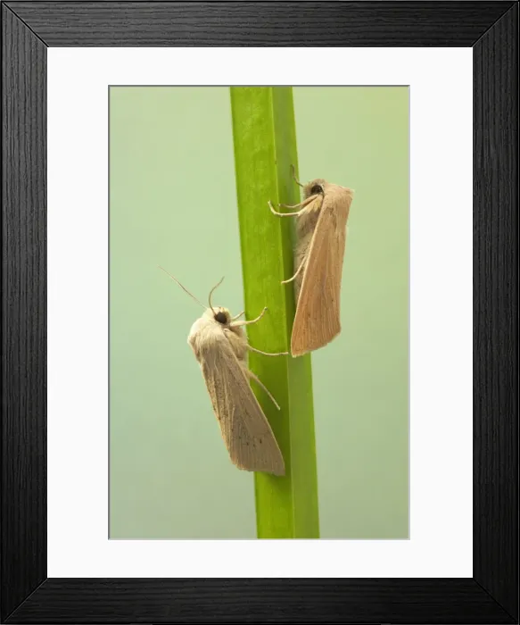 Framed Print : Large Wainscot Moth Rhizedra lutosa Essex, UK IN000575 Framed Print : Large Wainscot Moth Rhizedra lutosa Essex, UK IN000575