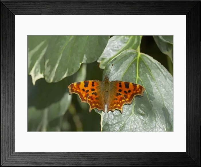 Framed Print : Comma Butterfly - On Ivy Polygonia c-album Essex, UK IN000471 Framed Print : Comma Butterfly - On Ivy Polygonia c-album Essex, UK IN000471