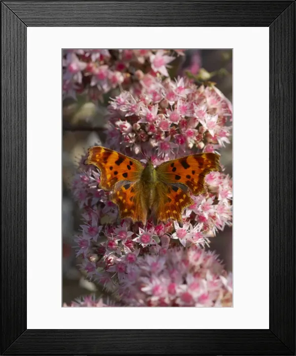 Framed Print : Comma Butterfly - On Sedum Flowers Polygonia c-album Essex, UK IN000465 Framed Print : Comma Butterfly - On Sedum Flowers Polygonia c-album Essex, UK IN000465