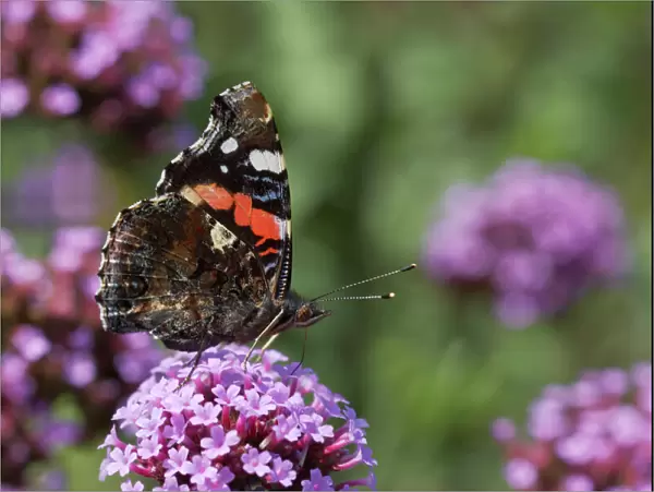 Red Admiral Butterfly - On Verbena bonariensis flower Venessa atalanta Essex, UK IN000476