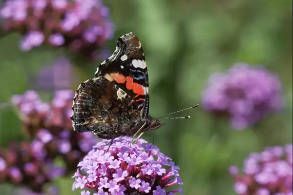 Red Admiral Butterfly - On Verbena bonariensis flower Venessa atalanta Essex, UK IN000476