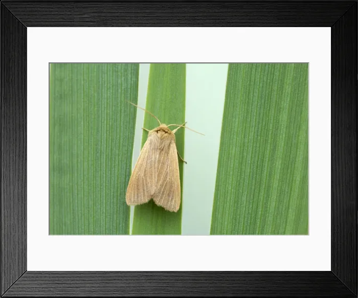 Framed Print : Mathew's Wainscot Mythimna favicolor Essex, UK IN000556 Framed Print : Mathew's Wainscot Mythimna favicolor Essex, UK IN000556