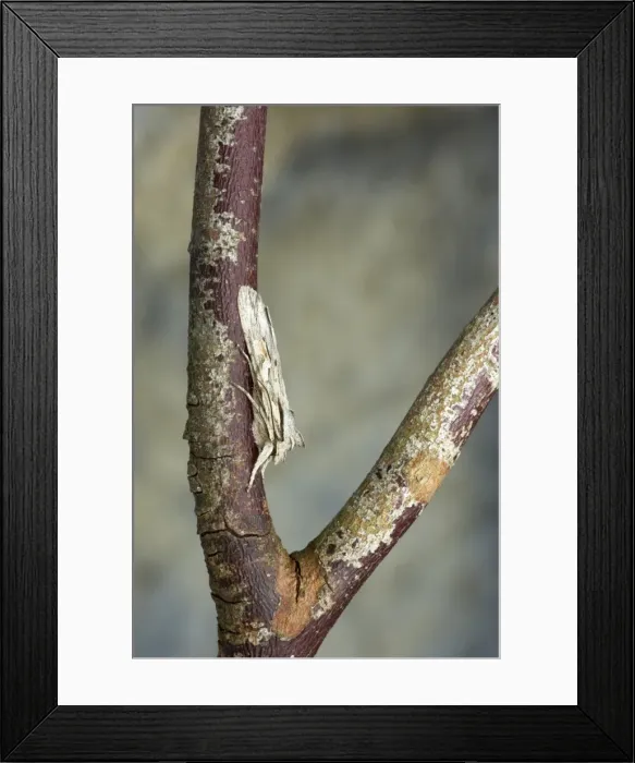 Framed Print : Blair's Shoulder Knot Moth Lithopane leautieri hesperica Essex, UK IN000571 Framed Print : Blair's Shoulder Knot Moth Lithopane leautieri hesperica Essex, UK IN000571