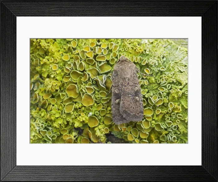 Framed Print : Square Spot Rustic Moth Xestia xanthographa Essex, UK IN000394 Framed Print : Square Spot Rustic Moth Xestia xanthographa Essex, UK IN000394