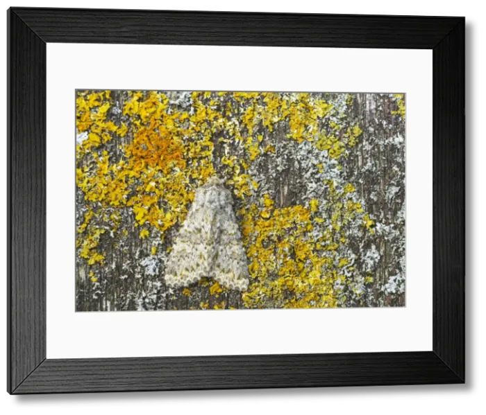 Framed Print : Large Ranunculus Moth Polymixis flavicincta Essex, UK IN000577 Framed Print : Large Ranunculus Moth Polymixis flavicincta Essex, UK IN000577