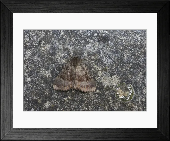 Framed Print : Old Lady Moth Mormo maura Essex, UK IN000398 Framed Print : Old Lady Moth Mormo maura Essex, UK IN000398