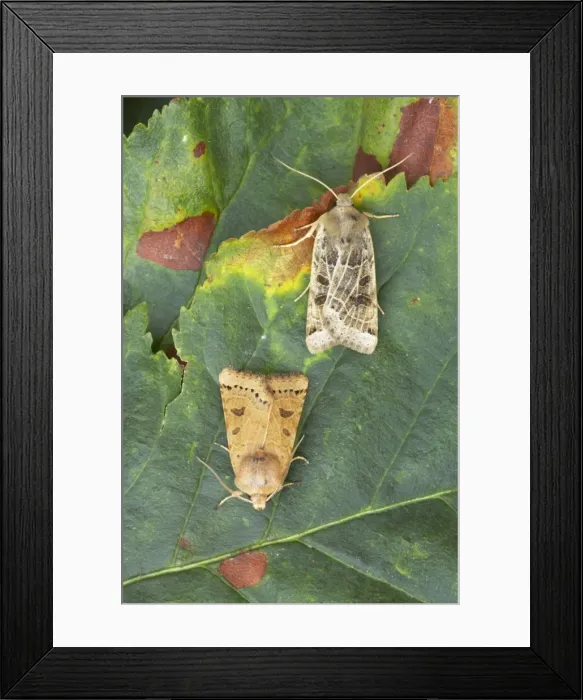 Framed Print : Lunar Underwing Omphaloscelis lunosa Essex, UK IN000538 Framed Print : Lunar Underwing Omphaloscelis lunosa Essex, UK IN000538