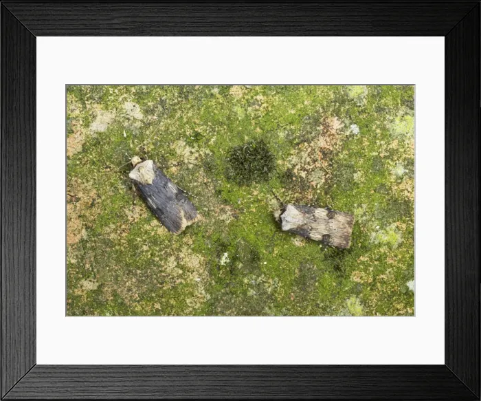 Framed Print : Shuttle Shaped Dart - Male and Female showing sexual dimorphism Agrotis puta puta Essex, UK IN000434 Framed Print : Shuttle Shaped Dart - Male and Female showing sexual dimorphism Agrotis puta puta Essex, UK IN000434