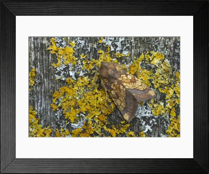 Framed Print : Frosted Orange Moth Gortyna flavago Essex, UK IN000562